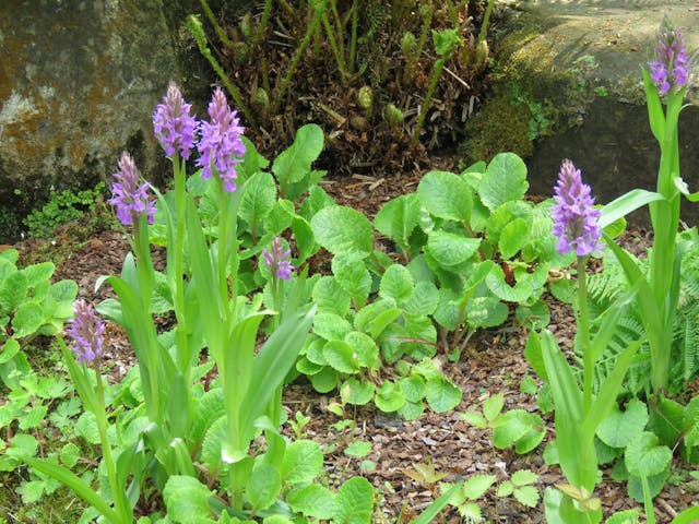 圖二十九：掌裂蘭（Dactylorhiza praetermissa）。