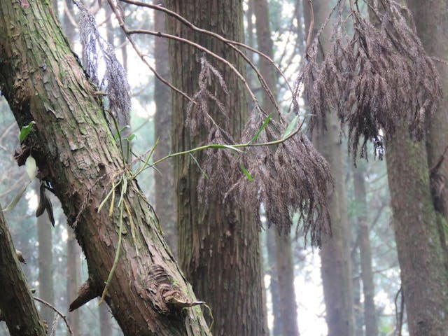 圖三十一、白石斛（Dendrobium moniliforme）。