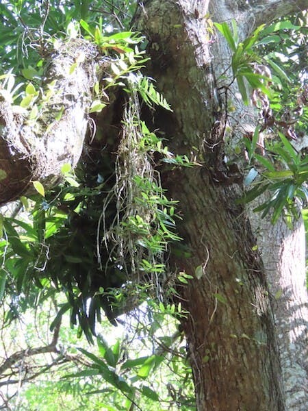 （圖十一）兜唇石斛（Dendrobium aphyllum）