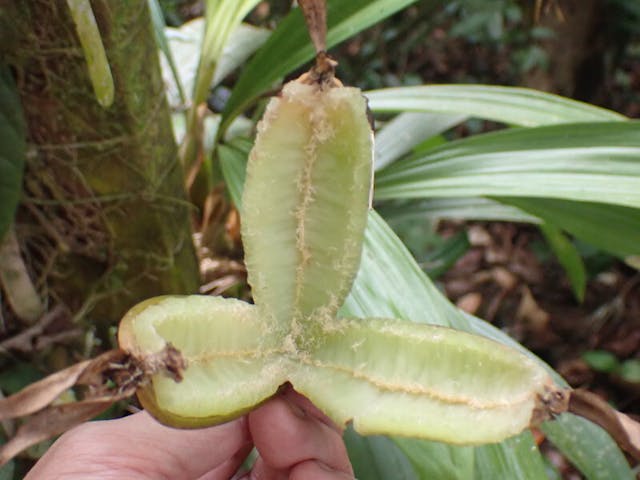 圖八：剛剛爆開的貝母蘭（Coelogyne sp.）果莢