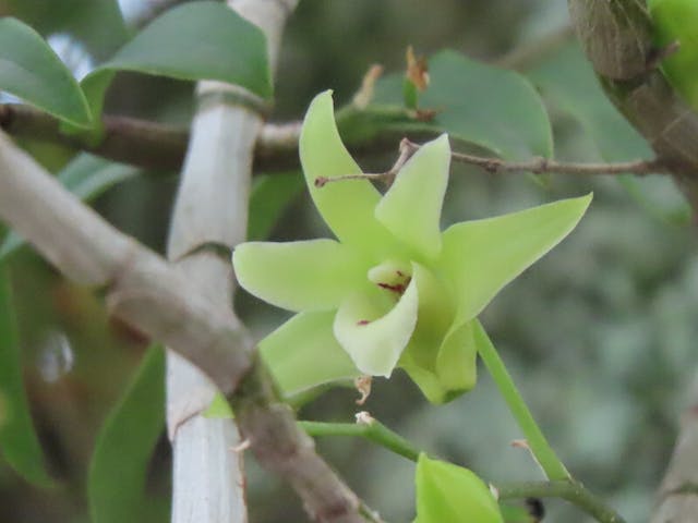 圖四：黃花石斛（Dendrobium tosaense）