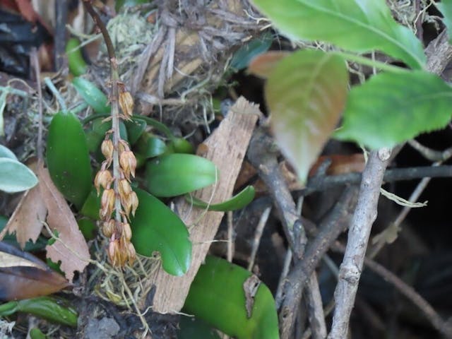 圖三十五：原種豆蘭麥穗石豆蘭（Bulbophyllum orientale）的花朵已變深色，少部分更脫落了。（2020年10月9日）