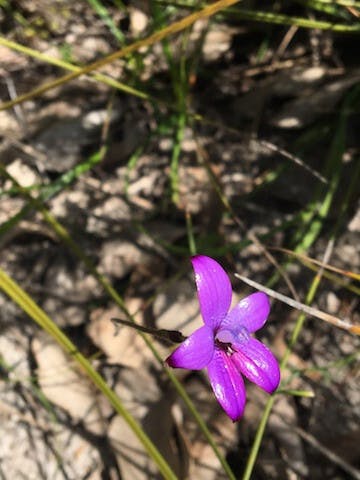 圖二十九：Elythranthera brunonis（Purple Enamel Orchid）