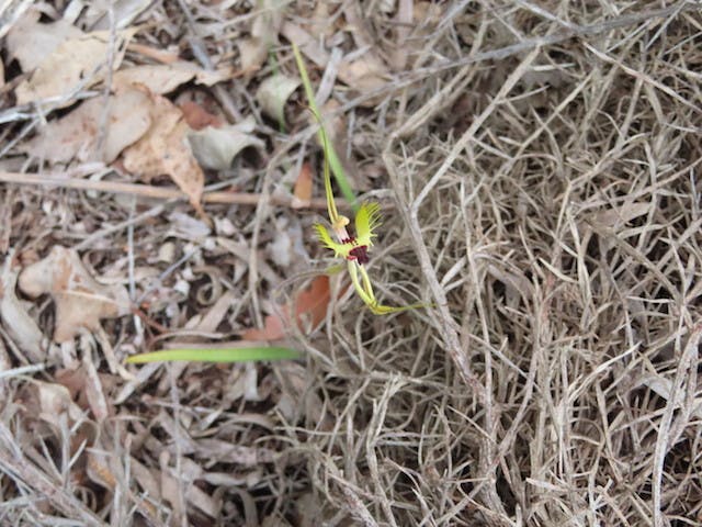 圖八：蜘蛛蘭Caladenia attingens subsp. attingens（Forest Mantis Orchid）