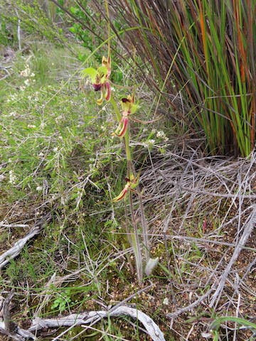 圖九：蜘蛛蘭Caladenia attingens subsp. gracillima（Small Mantis Orchid）