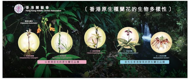 圖九：「香港原生種蘭花的生物多樣性」展覽