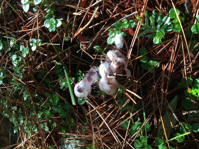 圖十三：鹿蹄草科（Pyrolaceae）的水晶蘭（Monotropa uniflora）。