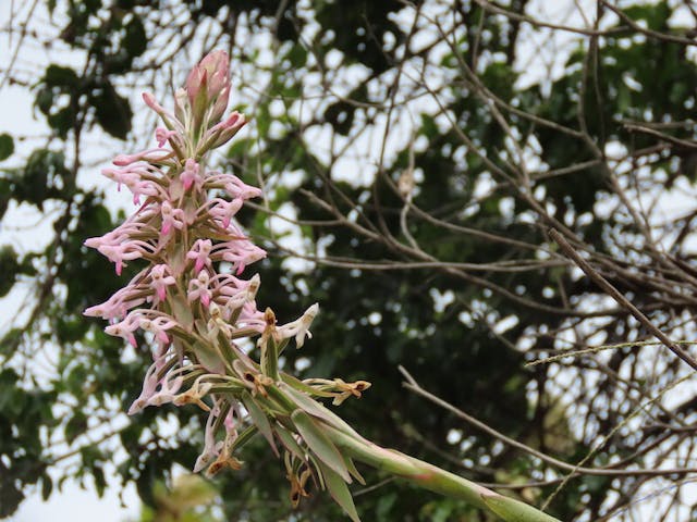 圖二十六：鳥足蘭屬 Satyrium rostratum