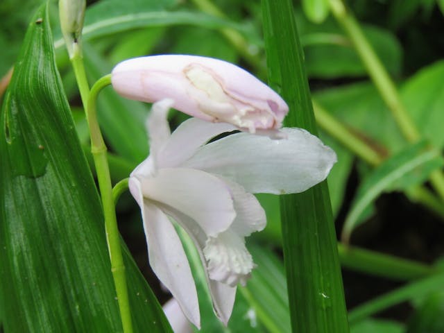 圖二十：白芨交配種（Bletilla hybird）。