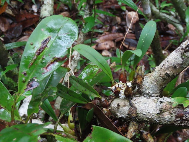 圖七，豆蘭屬 Bulbophyllum multiflorum