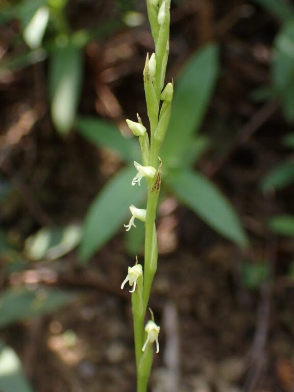 圖三十五：撕唇闊蕊蘭（Peristylus lacertifer）