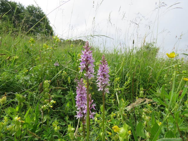 圖五：紫斑掌裂蘭（Dactylorhiza fuchsii）。