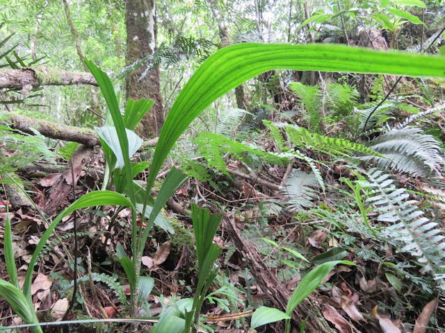 圖十二：竹葉根節蘭（Calanthe densiflora）。