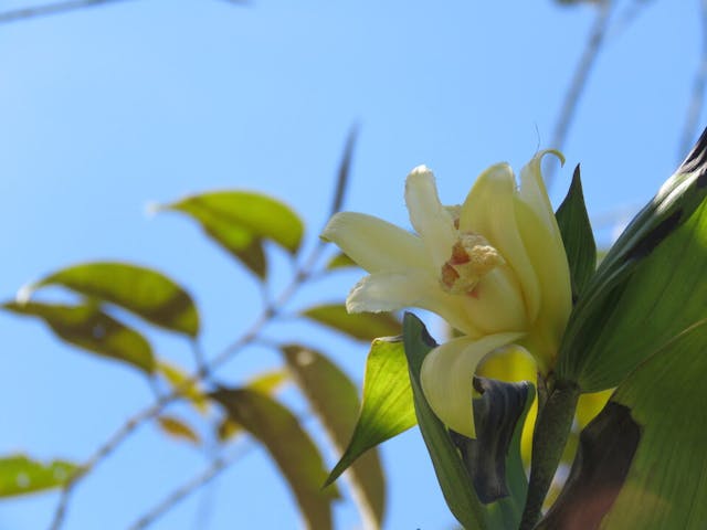 圖五十五、折葉蘭（Sobralia fimbriata）