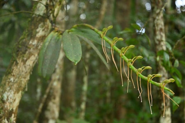 圖二十六，船形蘭屬Aerangis ellisii