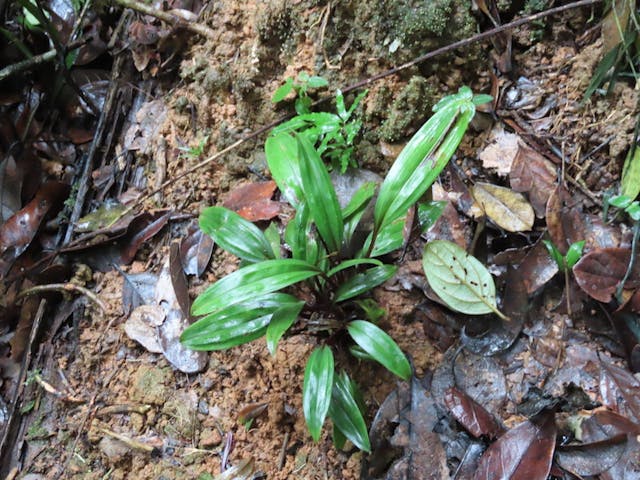 圖十七：昂達西貝蘭屬Eulophiella galbana