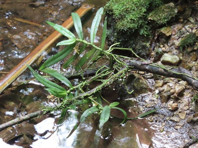 （圖二十）雲南盆距蘭（Gastrochilus yunnanensis）