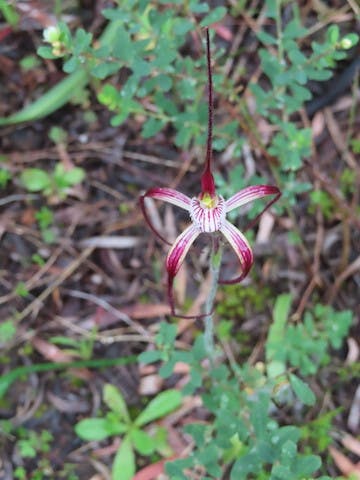 圖十二：蜘蛛蘭Caladenia chapmanii（Chapman&#039;s Spider Orchid）