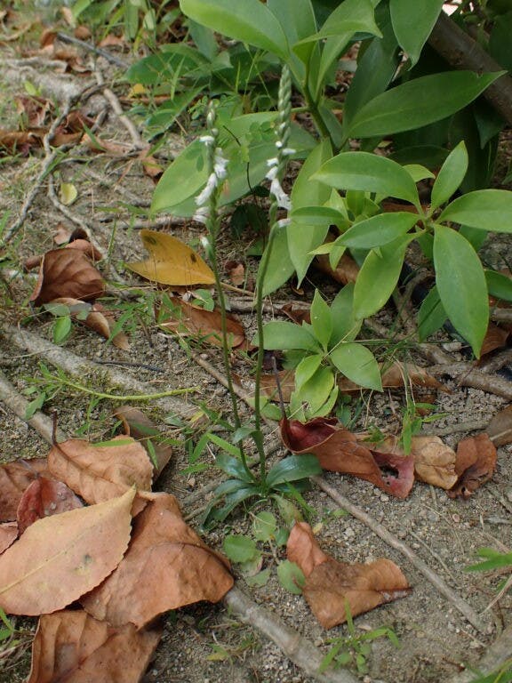 圖十七：香港綬草（Spiranthes hongkongensis）