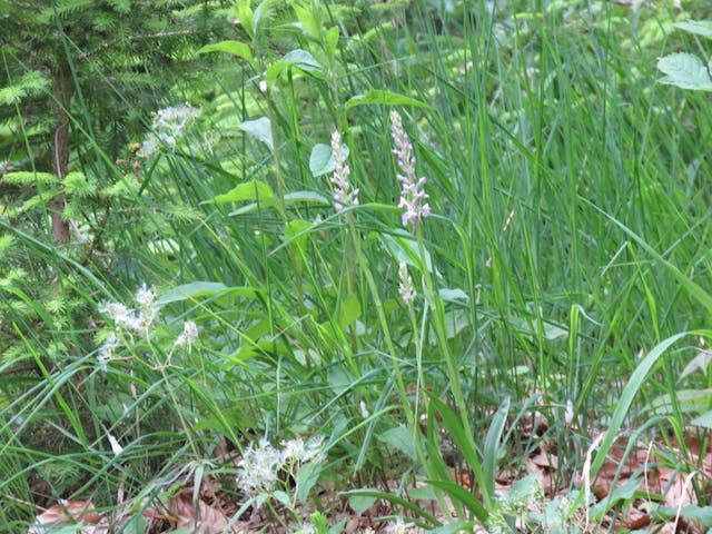 圖七：是次歐洲之旅的第一株野生蘭花──手參（Gymnadenia conopsea）。