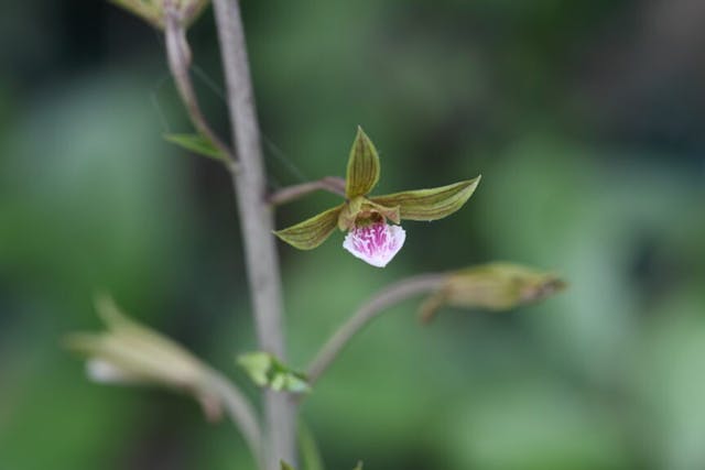 圖三十二：美冠蘭（Eulophia graminea）