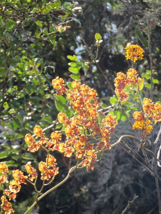 圖三、樹蘭（Epidendrum secundum）