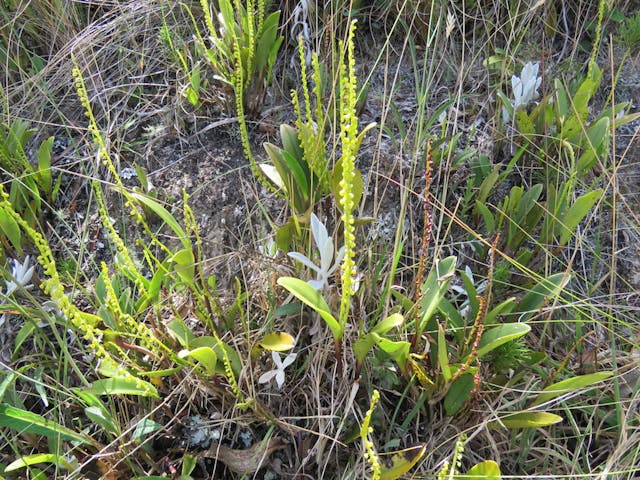 圖七十三、微柱蘭（Stelis sp.）