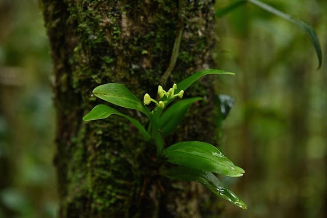 圖十二，多穗蘭屬Polystachya henrici