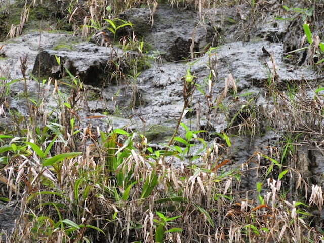 圖四十五、香莢蘭（Vanilla planifolia）