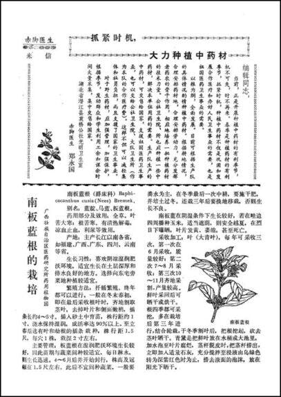 容易種植，產量極大的板藍根。（翻攝自雜誌）