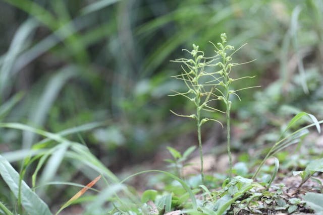 圖四十：觸鬚闊蕊蘭（Peristylus tentaculatus）