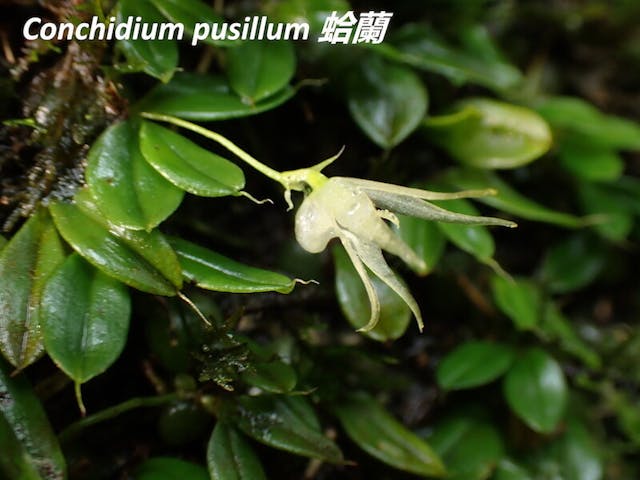 圖十二、莖毛蘭（Eria pusilla）。