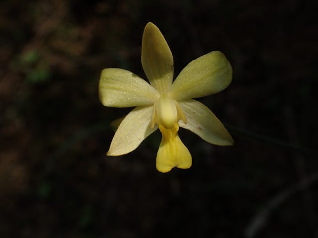 圖十三：苞舌蘭（Spathoglottis pubescens）全黃個體。