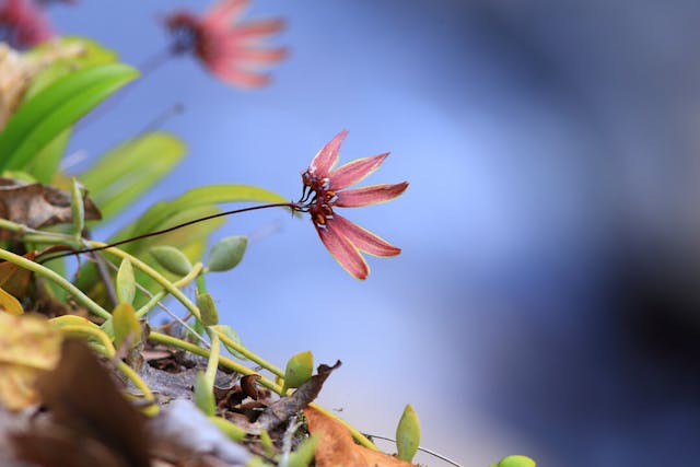 香港捲瓣蘭（Bulbophylum tseanum）