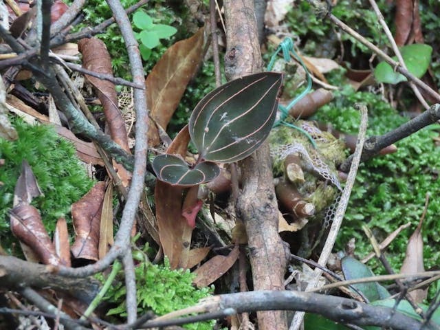 圖十一：野放者又有新猷，筆者發現血葉蘭（Ludisia discolor）被紫色網袋包裹着，被拋到行山徑的斜坡下。（攝於2020年9月25日）