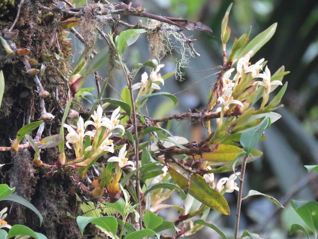 圖二十八、肋柄蘭屬Pleurothallis canaligera