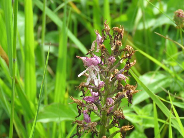 圖十三：紅門蘭天然雜交種（Orchis purpurea x Orchis simia）。