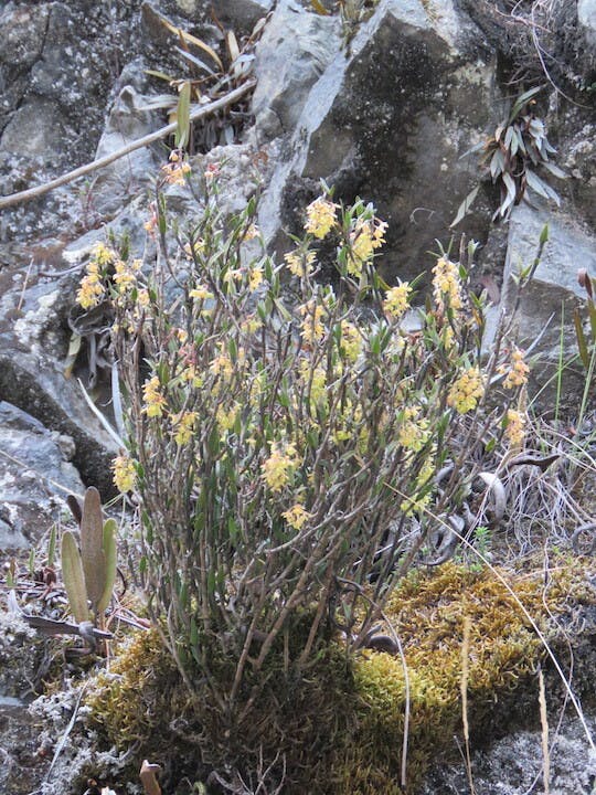 圖九、樹蘭（Epidendrum jaramilloae）