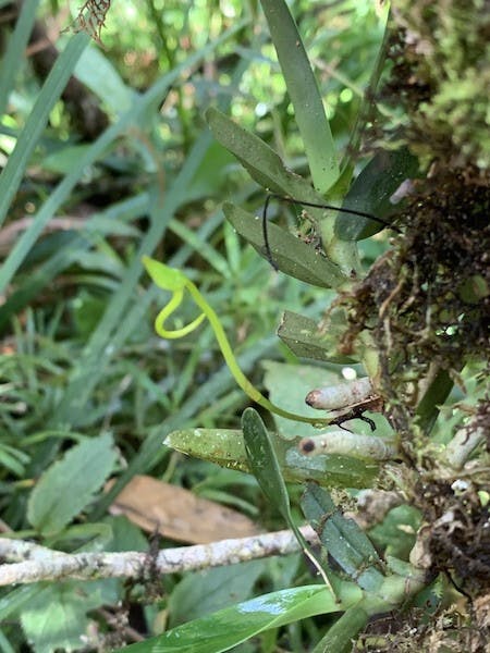 圖八，風蘭屬Angraecum dryadum