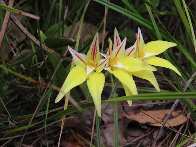 圖十五：腺唇蘭Caladenia flava subsp.flava（Cowslip Orchid）