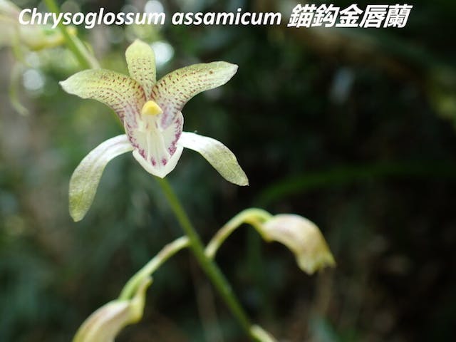 圖六、錨鈎金唇蘭（Chrysoglossum assamicum）