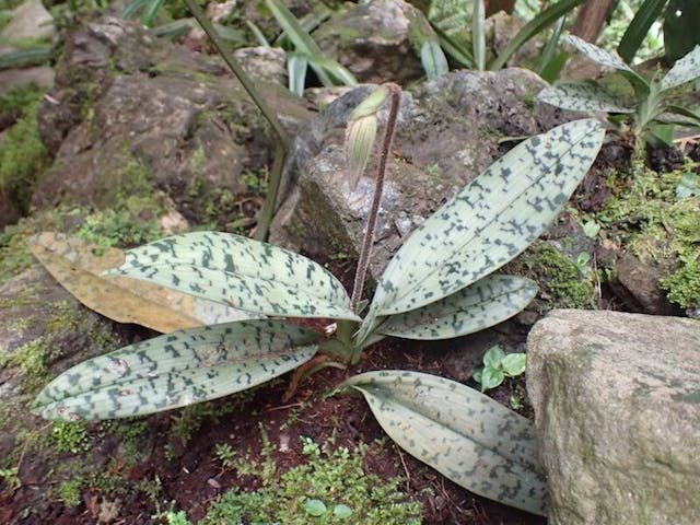 圖十：拖鞋蘭（Paphiopedilum dayanum）