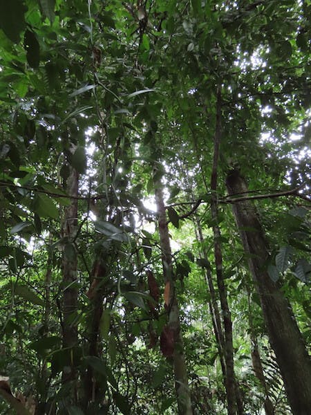 圖十六：香草蘭（Vanilla borneensis）