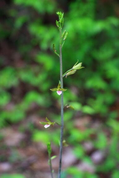 圖三十：美冠蘭（Eulophia graminea）