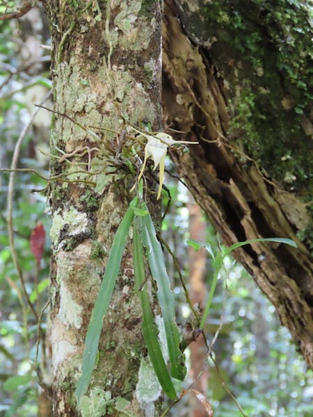 圖十八，擬風蘭屬Aeranthes aemula