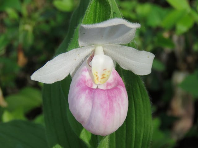 圖三：杓蘭（Cypripedium reginae）。