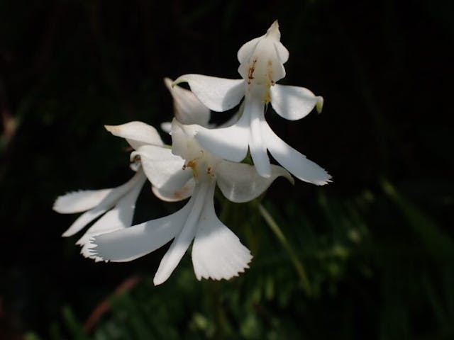 圖三十：鵝毛玉鳳花（Habenaria dentata）