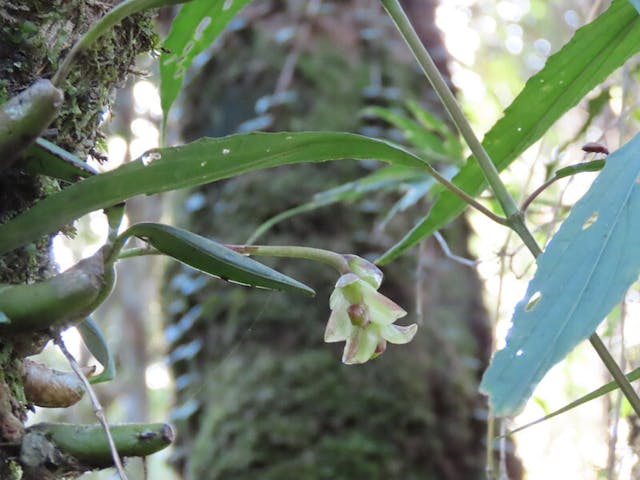 圖五，豆蘭屬Bulbophyllum molossus