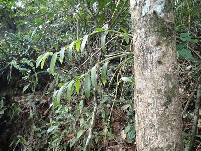 圖十四：檀香石斛（Dendrobium anosmum）