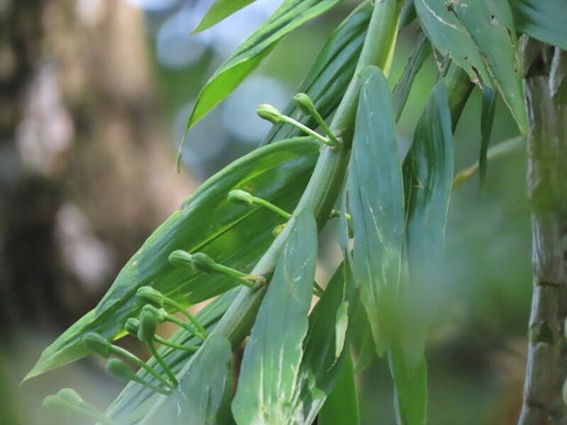 圖二十二：看植株及花芽外形，再配合花期，筆者推斷很大機會那叢石斛就正正是束花石斛。（攝於2020年9月25日）